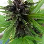 Swiss CBD OUT