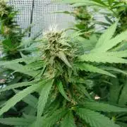 F.F. out2026 Fast Buds