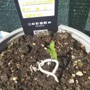 F.F. out2026 Fast Buds