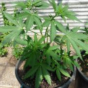 F.F. out2026 Fast Buds