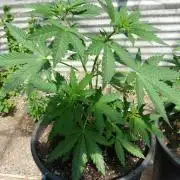 F.F. out2026 Fast Buds