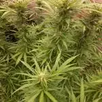 La s.a.g.e CBD 2x T.H 
