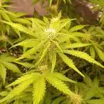 HighLux - NightOwl Seeds Autoflower