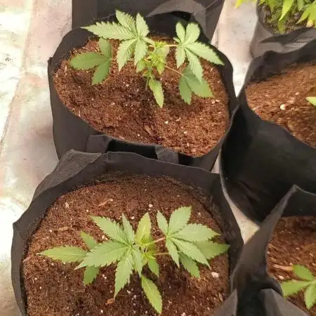 HighLux - NightOwl Seeds Autoflower