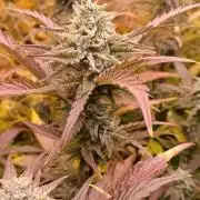 HighLux - NightOwl Seeds Autoflower