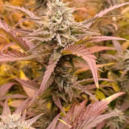 HighLux - NightOwl Seeds Autoflower