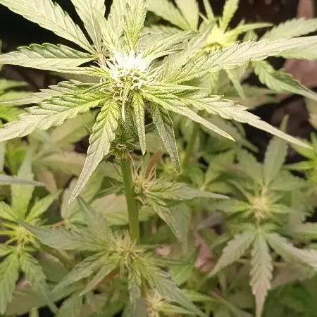 HighLux - NightOwl Seeds Autoflower