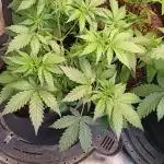 HighLux - NightOwl Seeds Autoflower