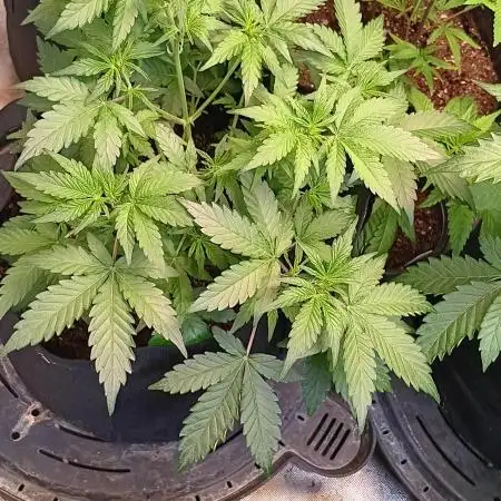 HighLux - NightOwl Seeds Autoflower