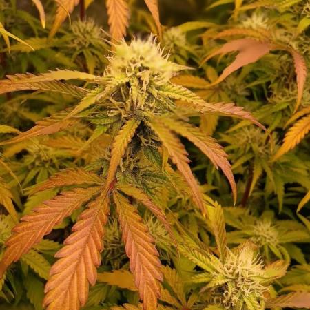 HighLux - NightOwl Seeds Autoflower