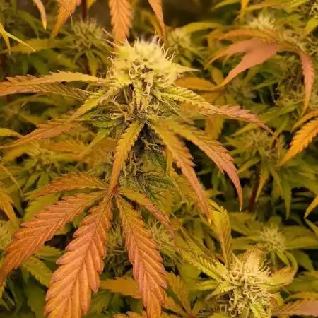 HighLux - NightOwl Seeds Autoflower