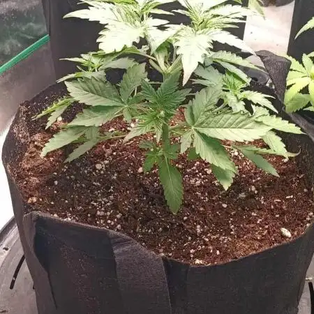 HighLux - NightOwl Seeds Autoflower