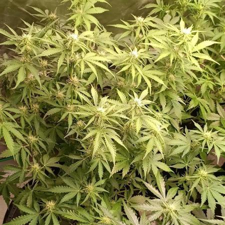HighLux - NightOwl Seeds Autoflower