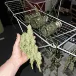GG#4 Zamnesia Outdoor2025