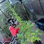 Backyard Diesel Auto Long veg