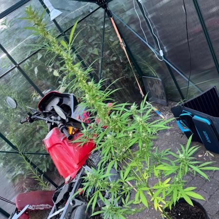 Backyard Diesel Auto Long veg