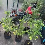Tres DosSiDosAuto RQS
