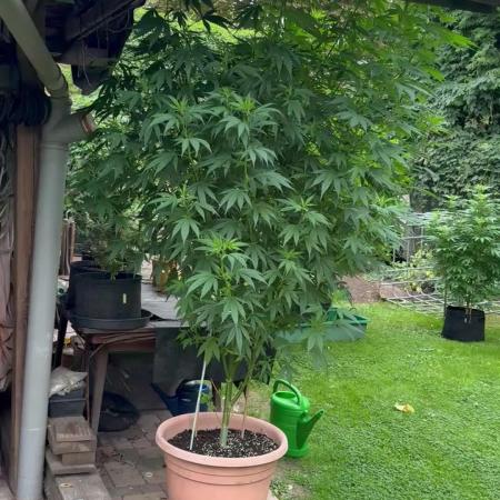 GG#4 Zamnesia Outdoor2025