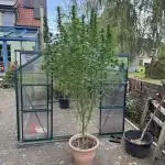GG#4 Zamnesia Outdoor2025