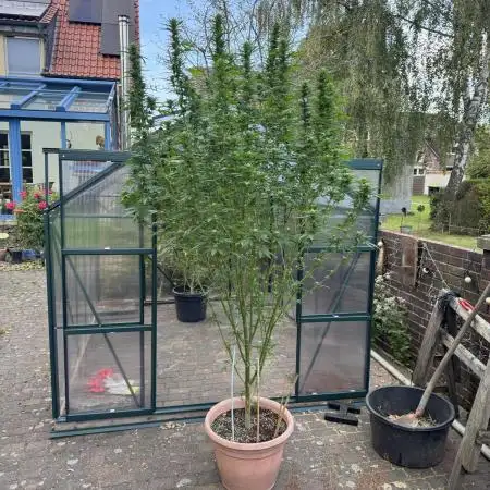 GG#4 Zamnesia Outdoor2025
