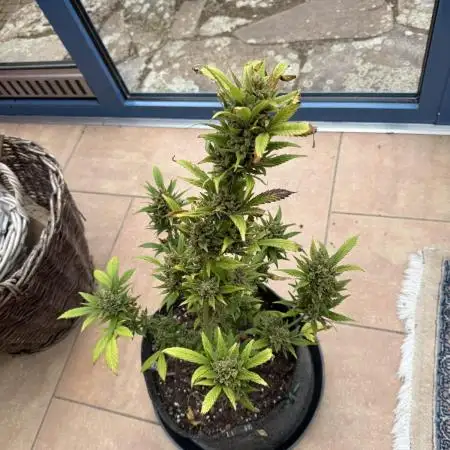 Fastbuds Forbidden Runtz Auto Outdoor