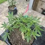 SeeSto Thunder Banana Auto 2x Outdoor