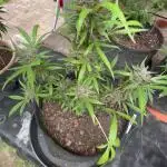 Mac and Crack Auto Seedstockers 2025