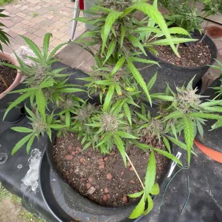 Mac and Crack Auto Seedstockers 2025