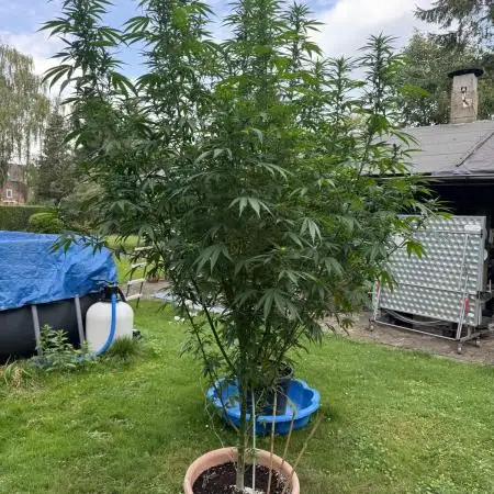 GG#4 Zamnesia Outdoor2025