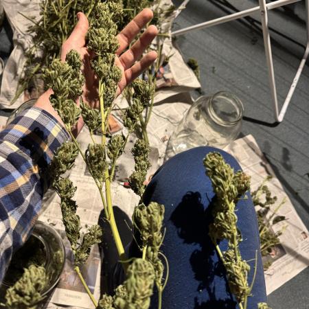 GG#4 Zamnesia Outdoor2025