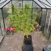 Somango XL fem RQS