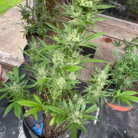 Fastbuds Forbidden Runtz Auto Outdoor