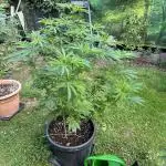 GG#4 Zamnesia Outdoor2025