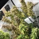 Zake RS & Banana Krumble GHSC