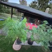Somango XL fem RQS
