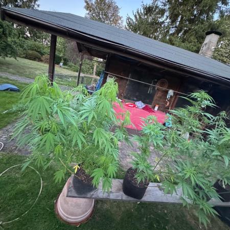 Somango XL fem RQS