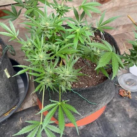 SeeSto Thunder Banana Auto 2x Outdoor