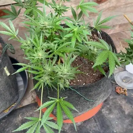 SeeSto Thunder Banana Auto 2x Outdoor