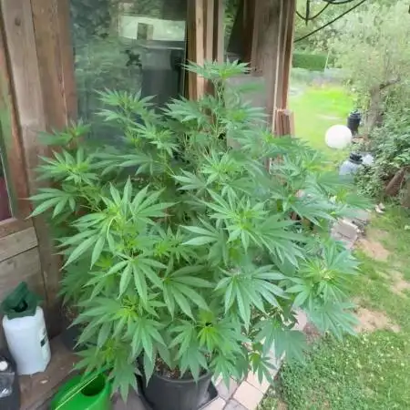 GG#4 Zamnesia Outdoor2025