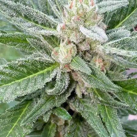 Fastbuds Forbidden Runtz Auto Outdoor