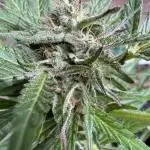 Mac and Crack Auto Seedstockers 2025
