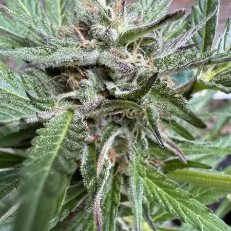 Mac and Crack Auto Seedstockers 2025