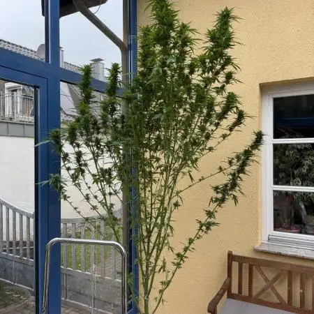 GG#4 Zamnesia Outdoor2025