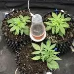 AutoFlowers - LED 250W