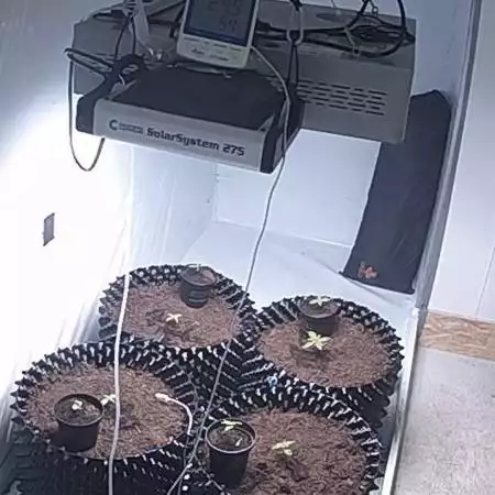 Growroom 4 different strains