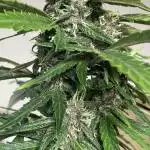 Red Pure Auto CBD {Sweet Seeds}