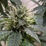 Forgotten strains