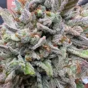 Gorilla Cookie: NoVabbè