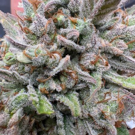 Gorilla Cookie: NoVabbè