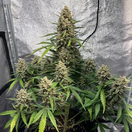 Gorilla Cookie: NoVabbè